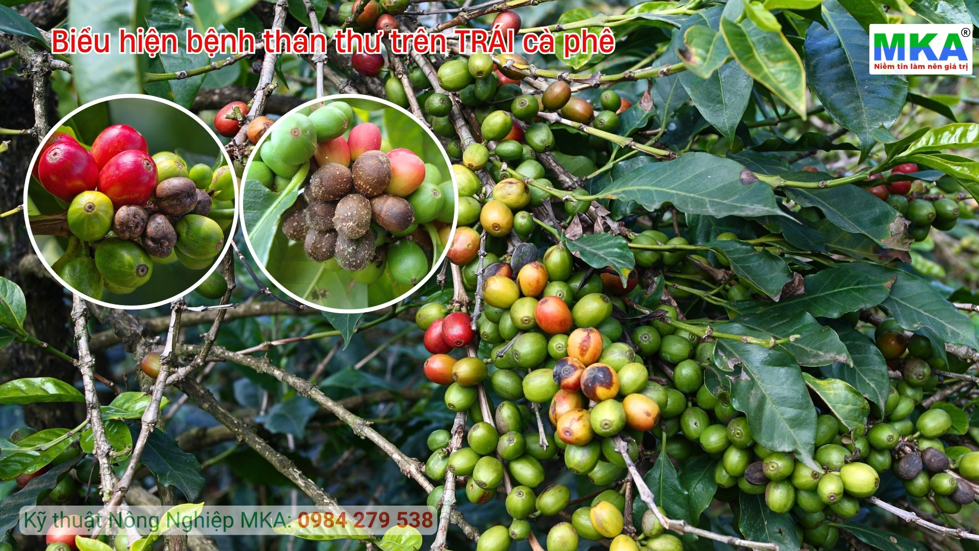 Triệu chứng thán thư trên trái cây cà phê